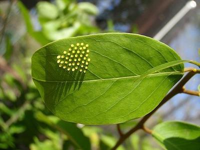 life cycle of a butterfly egg