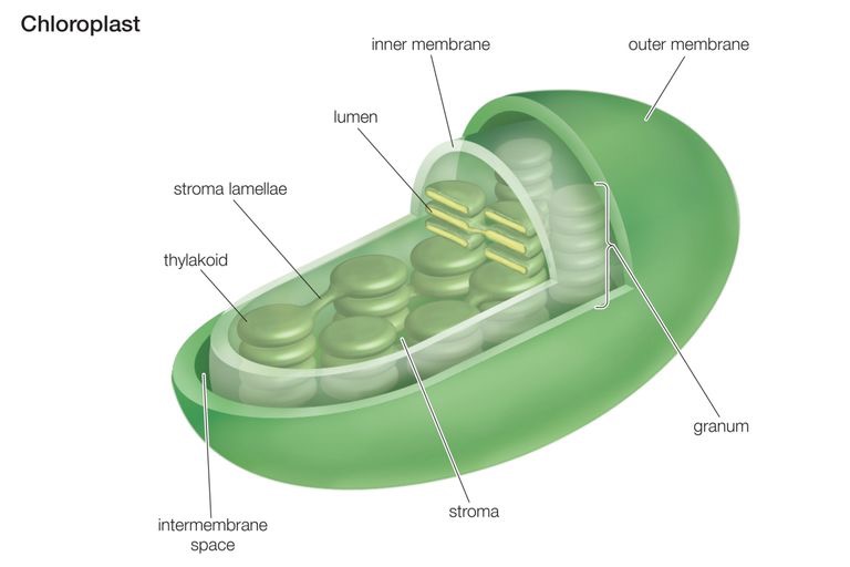 Chloroplast