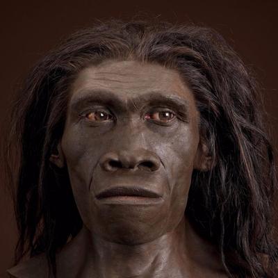 Another hominid after Homo habilis was Homo erectus, upright human ...