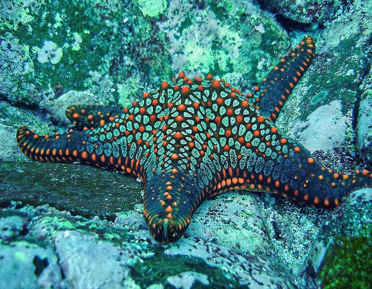Морская звезда океан. Морская звезда. Морские обитатели морская звезда. Подводный мир морская звезда. Морская звезда под водой.