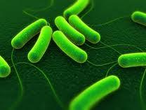 precambrian bacteria