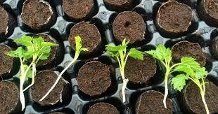 La historia de la producción vegetal se ha caracterizado por el ...