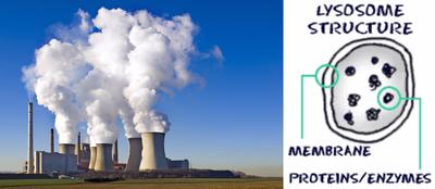 Power Plant & Lysosome