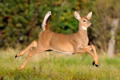 female white tailed deer