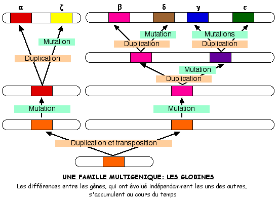 Les Gènes Dupliqués évoluent Indépendamment Par Mutation 2021