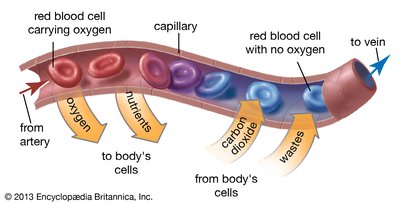 Circulatory System Sutori
