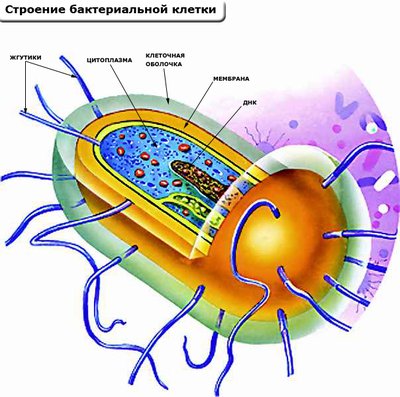 Рисунок бактериальной клетки с обозначениями