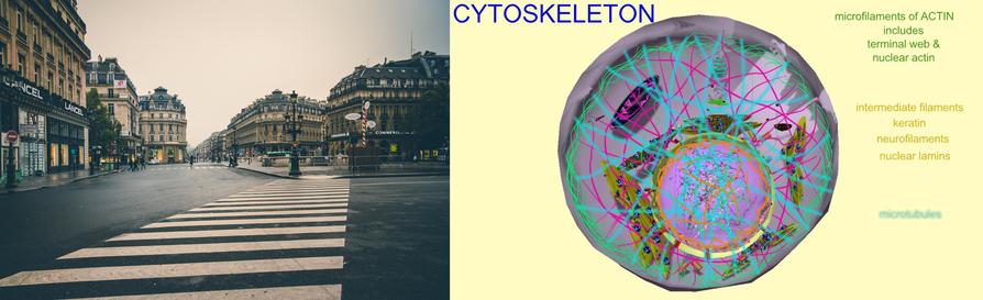 City Road Cytoskeleton