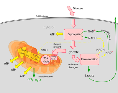 Another example of the Cellular Respiration process.