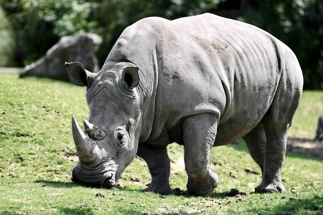 2022 -The number of the Philippine rhinoceros Decreases