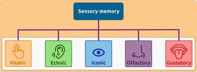 SENSORY MEMORY