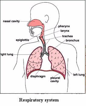 Start by creating a poster of your organ system.