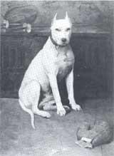 Bull terrier hot sale 1915