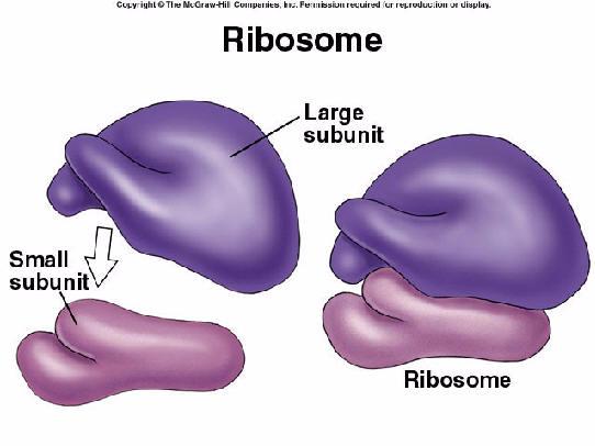 ribosomes