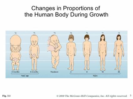 human body growth and development