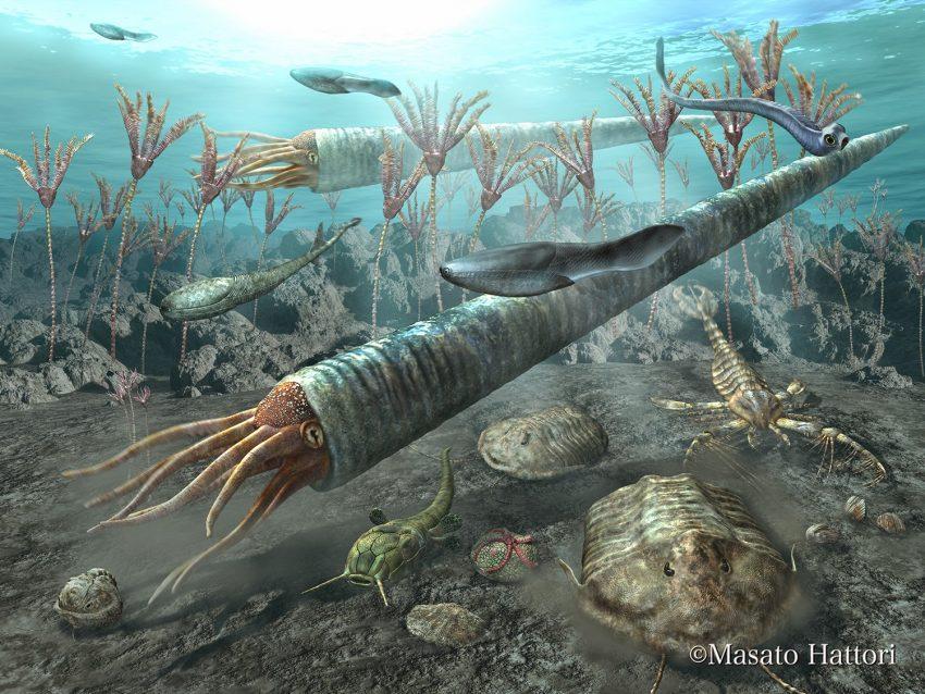 2. the second period is the ordovician 488 MYA animals start to divers