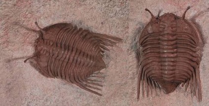 First abundant life found in the rock record; 4,300,000,000 years ago