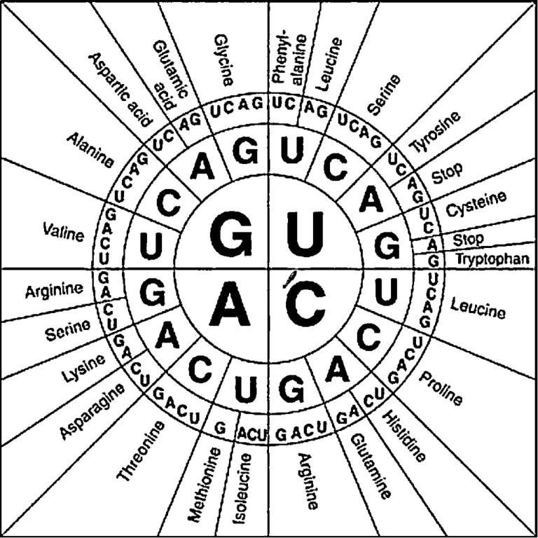 how-to-read-the-amino-acids-codon-chart-genetic-code-and-mrna