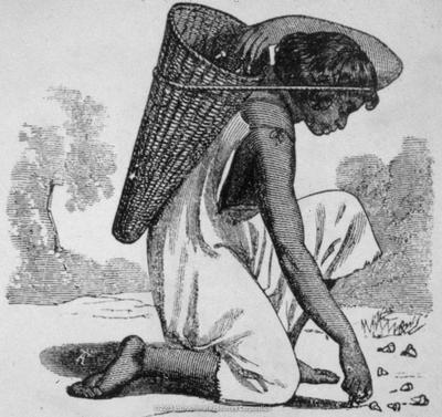 “A woman carrying a seed basket, 1870..” Discovery Education, IRC, 2005 ...