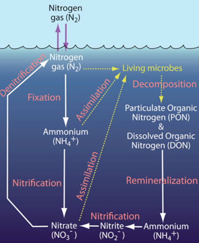 Nitogene Remember the element Nitrogen (N) from chemistry? Watch the video on ...