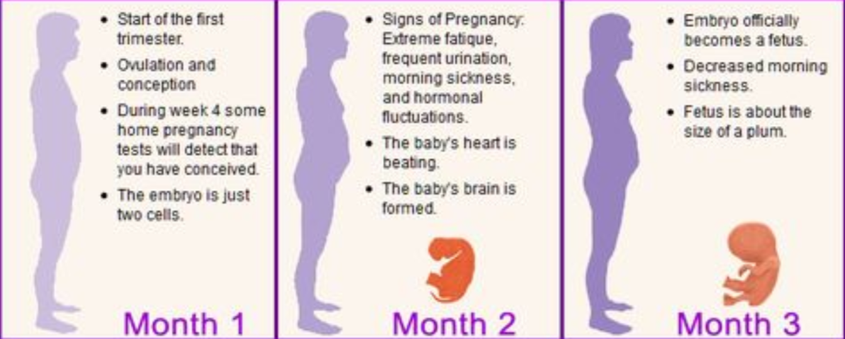 During the week перевод. Pregnancy Stages. 1 Month of pregnancy. Frequent urination during pregnancy.
