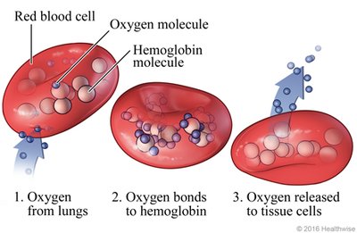 Red Blood Cells