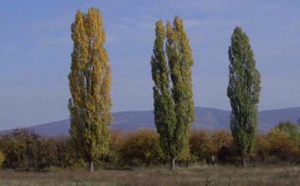 Три тополя отзывы. Три тополя. Тополя в Молдавии. Тополь 3. Тополя в Крыму высокие желтые.