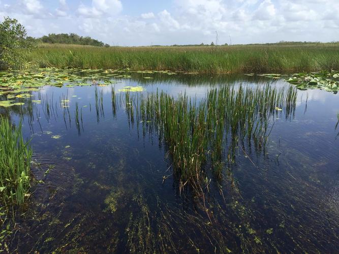 Озеро болото фото Everglades National Park Sutori