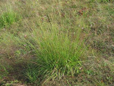 Tundra Grass: Primary producer feeds most of the primary consumers in ...