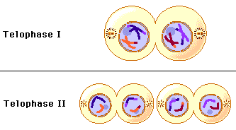 Telophase And Cytokinesis 1 Meiosis