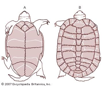 The top of the shell, A, is called the Carapace , while the bottom part ...