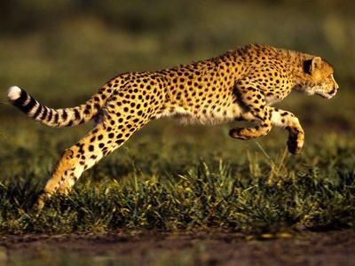 The fastest animal in Africa | Sutori