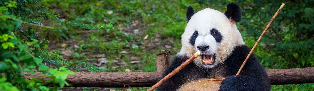 Time Line Panda MC