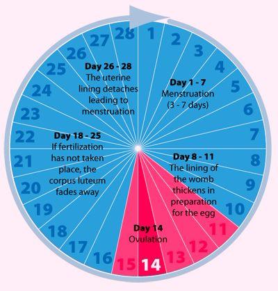 Ovulation and conception  The Royal Women's Hospital