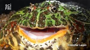 pacman frog angry