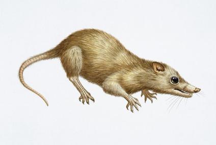 Skinny Shrew: One of the first mammals to ever walk the Earth. It lived ...