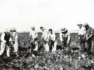 Japanese men working on one of the sugar beet farms.