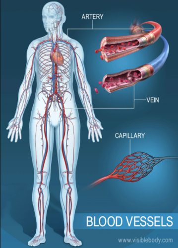 Circulatory System Sutori
