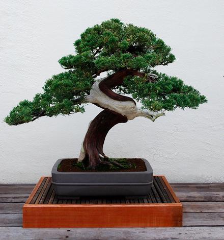 Informal Upright Bonsai