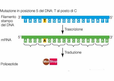 definizione di mutazione puntiforme