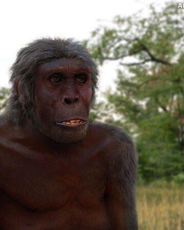 Около 4 млн.л.н. появление автралопитЕка.