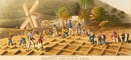 A sugar plantation