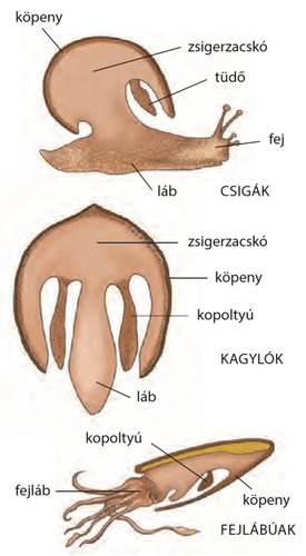 Torok Részei Puhatestűek