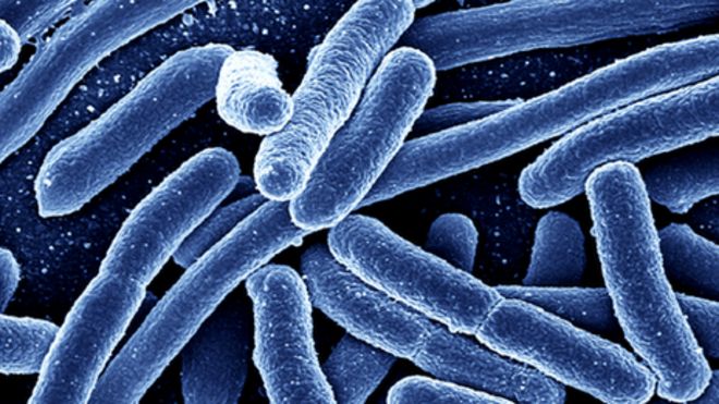 scientific-name-escherichia-coli