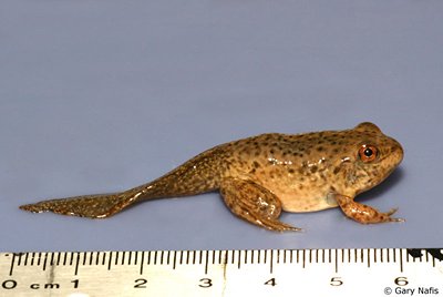 A tadpole transitioning into a frog.