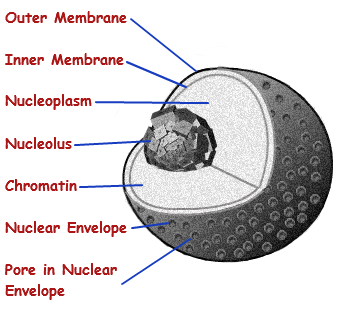 The nucleus stores genetic information as DNA for the cells.