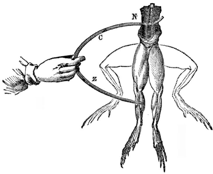 https://upload.wikimedia.org/wikipedia/en/thumb/c/c7/Galvani-frogs-legs ...