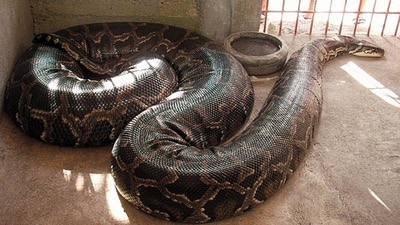 An example of a giant Python.