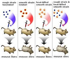 dna mouse experiment