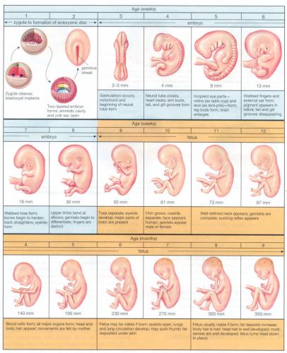 fetal-development-during-pregnancy